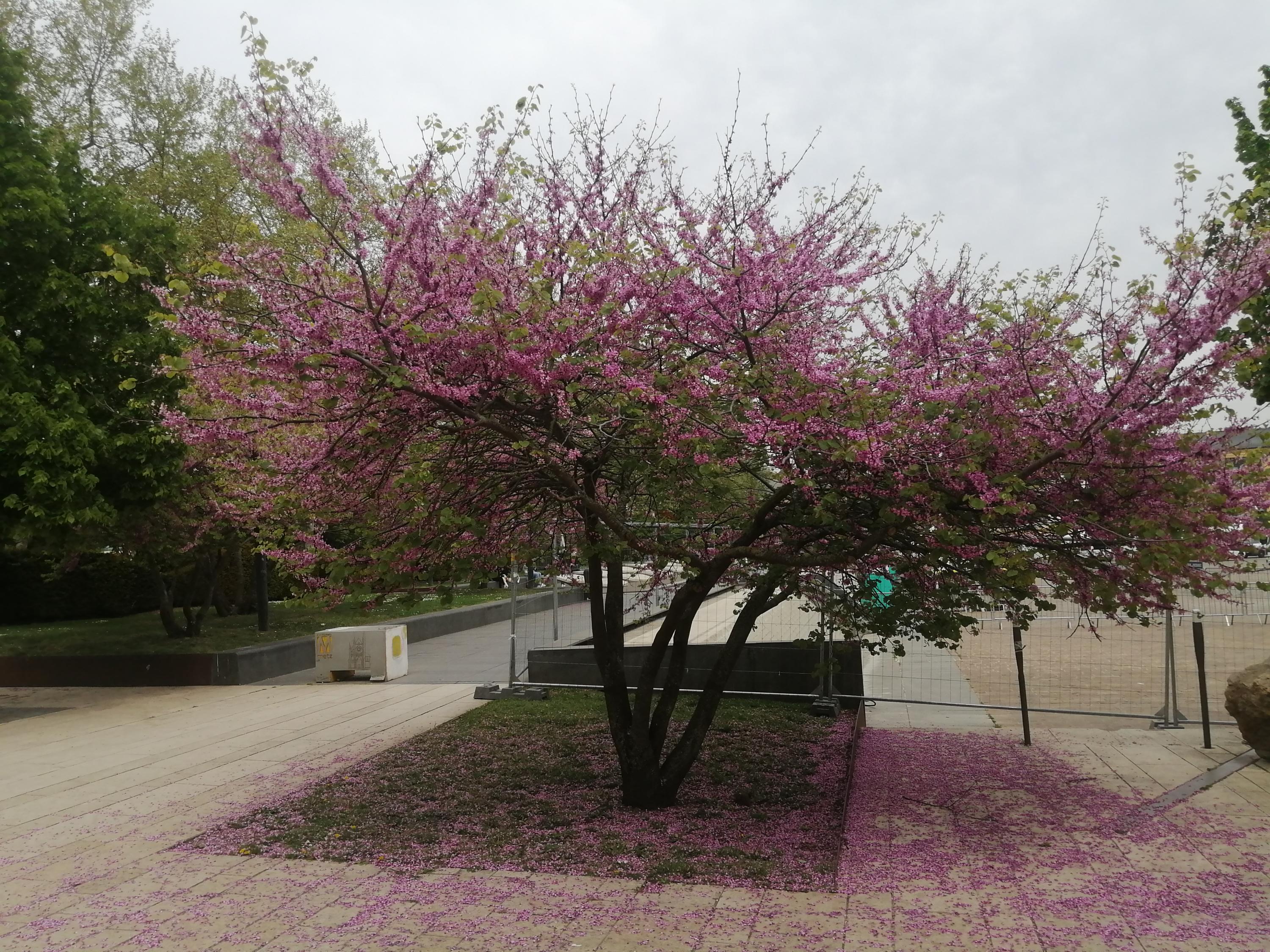 S same Qu est ce Que C est S same